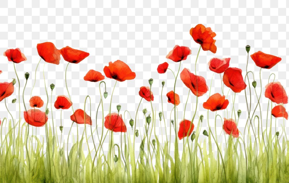 PNG Backgrounds flower nature poppy.
