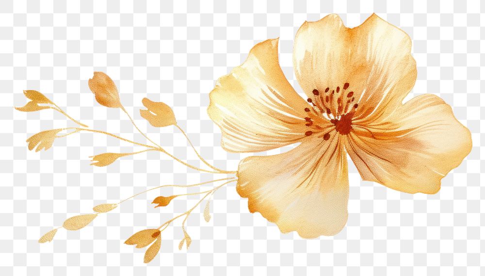 PNG  Blossom hibiscus blossom flower. AI generated Image by rawpixel.