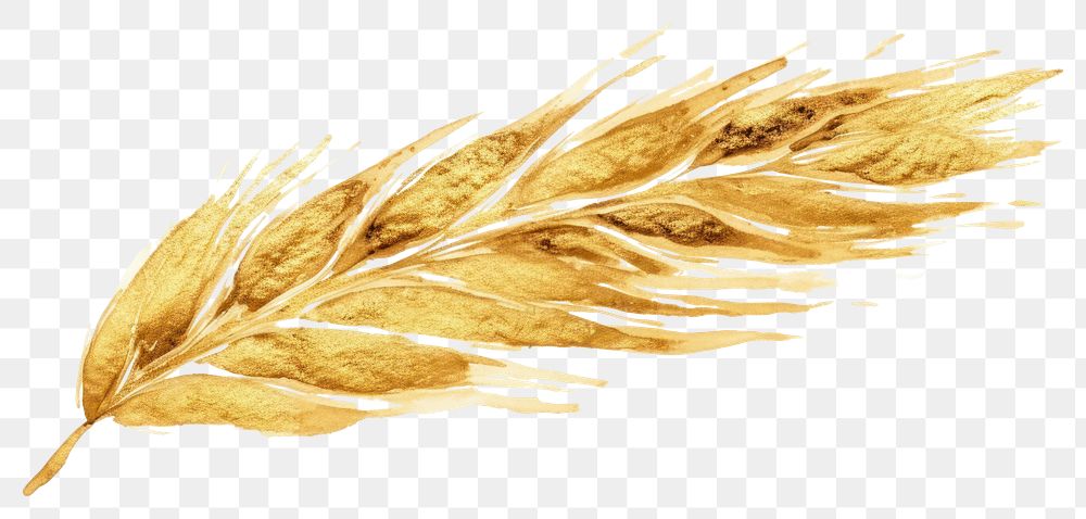 PNG  Wheat gold white background agriculture. AI generated Image by rawpixel.