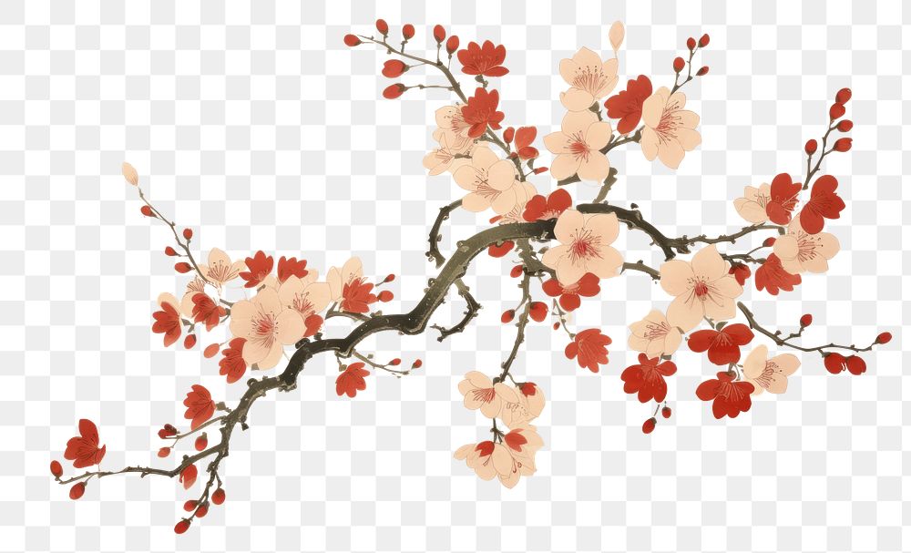 PNG  A isolated sakura flower backgrounds painting blossom