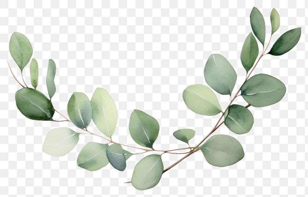 PNG Eucalyptus branch plant leaf white background