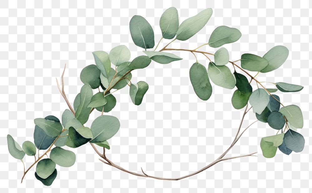 PNG Eucalyptus branch circle plant leaf.