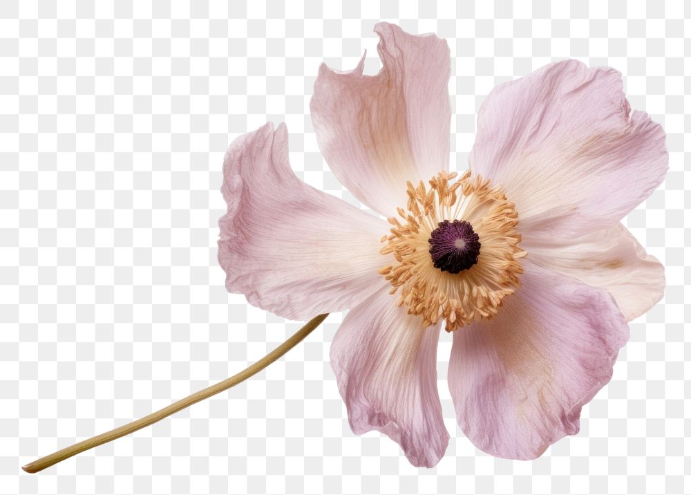 PNG Real Pressed a single anemone flower blossom petal plant