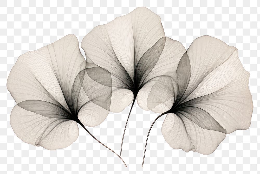 PNG Botanical line drawing flower pattern sketch. AI generated Image by rawpixel.