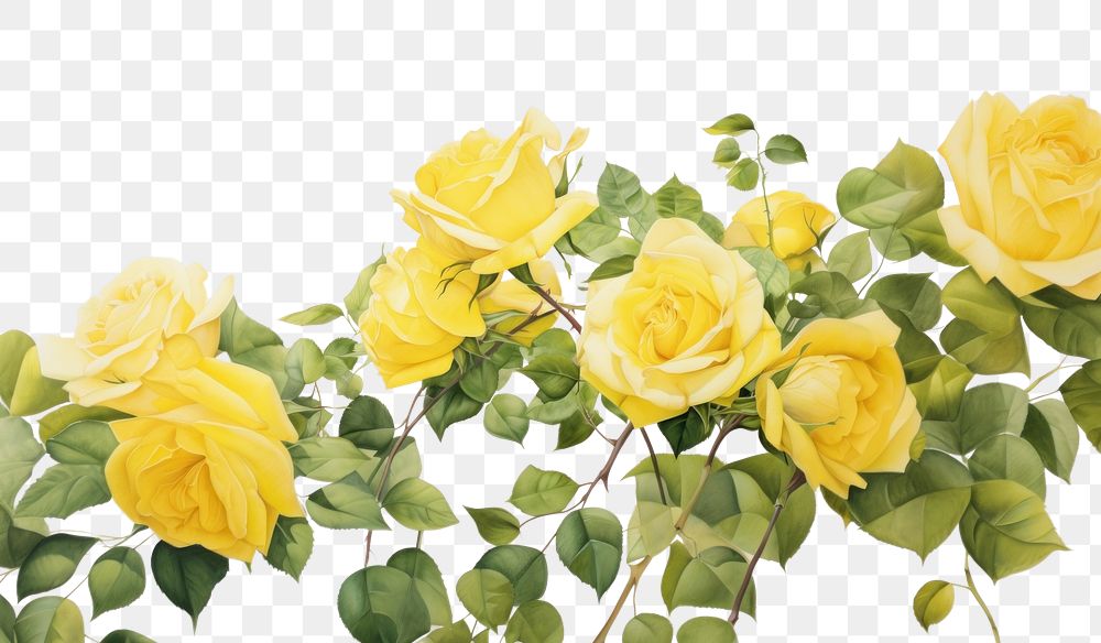 PNG Yellow roses flower nature plant.