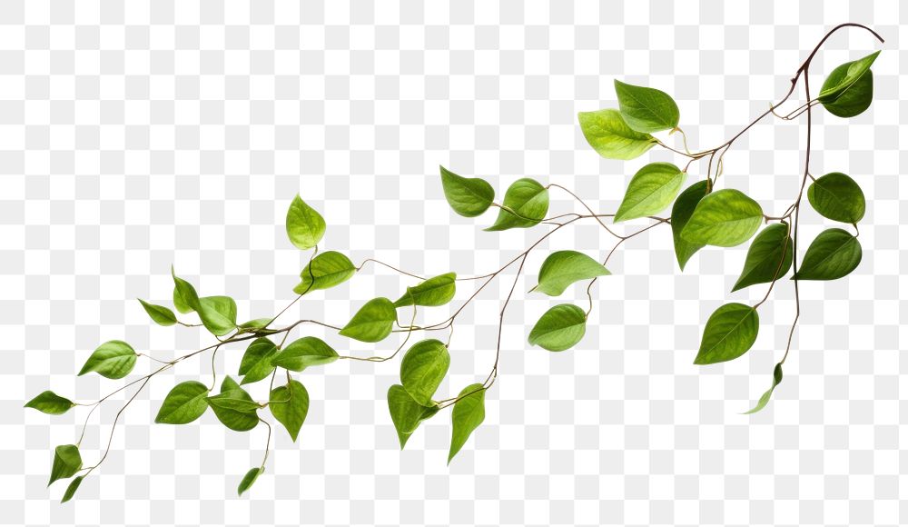PNG Green leaves flying plant leaf white background