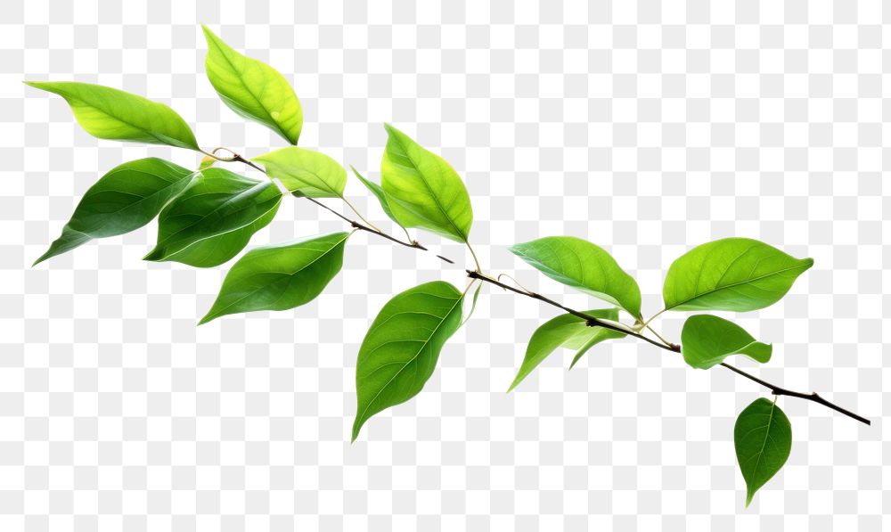 PNG Green leaves flying plant leaf tree. AI generated Image by rawpixel.