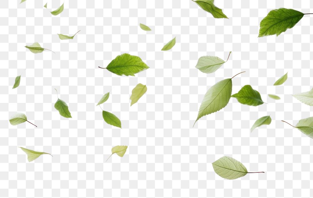 PNG Leaves flying backgrounds plant green. AI generated Image by rawpixel.