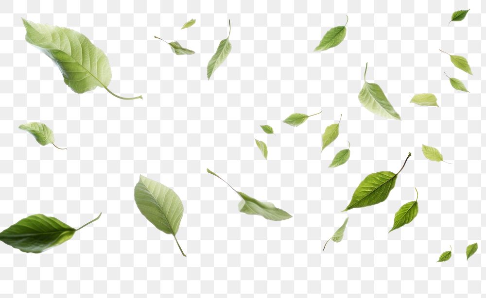 PNG Leaves flying backgrounds plant herbs. AI generated Image by rawpixel.