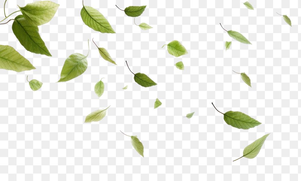 PNG Leaves flying backgrounds plant herbs. AI generated Image by rawpixel.