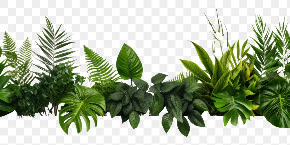 PNG Leave plants backgrounds herbs leaf.