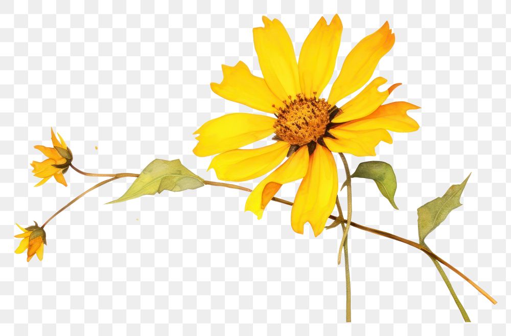 PNG Yellow flower sunflower nature plant.