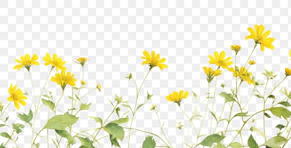 PNG Yellow flowers backgrounds sunflower outdoors.