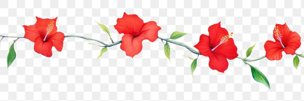 PNG Red flower hibiscus nature petal.