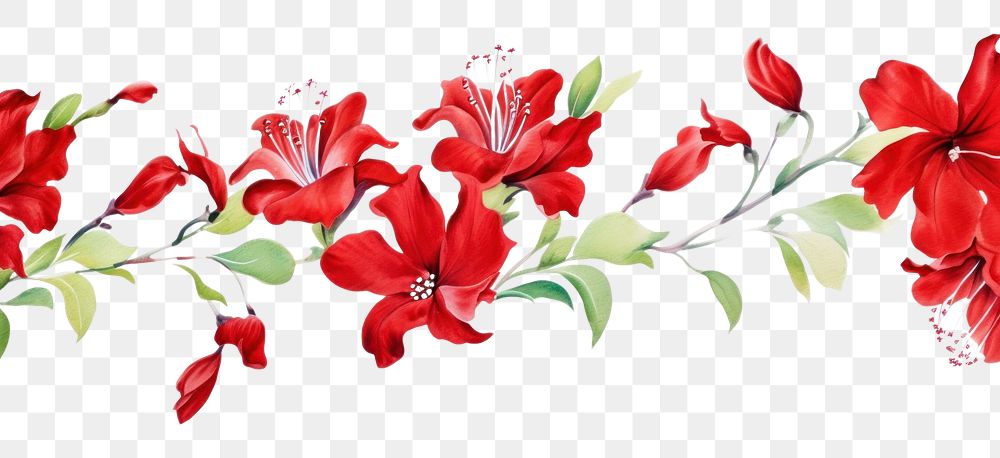 PNG Red flowers hibiscus pattern nature.