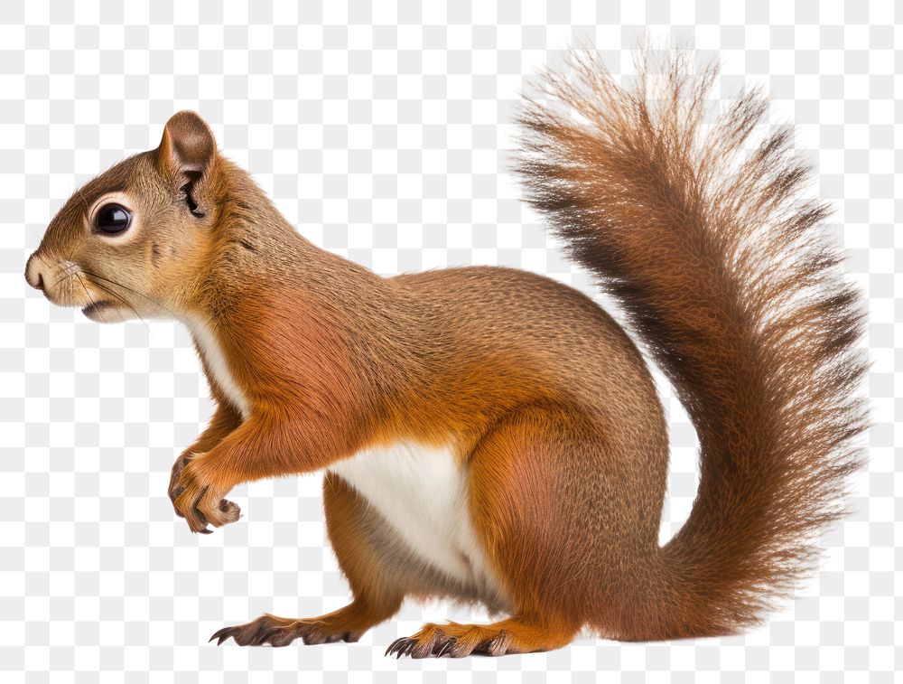 PNG  Squirrel animal mammal rodent. AI generated Image by rawpixel.