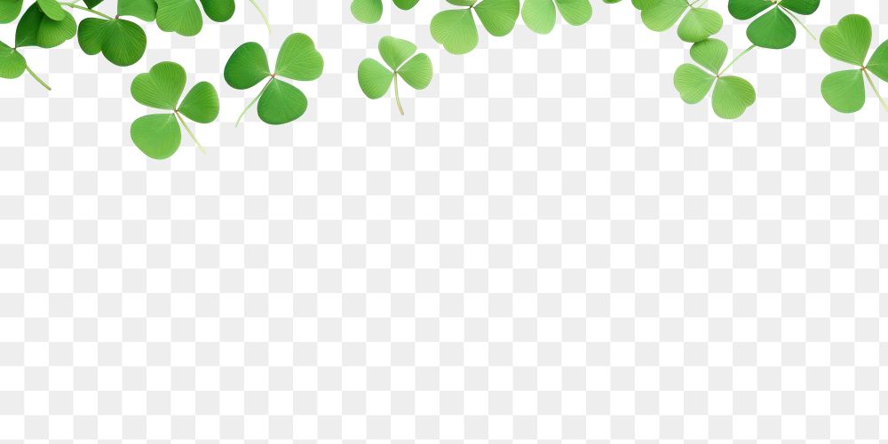 PNG  Clover leaves are scattered in the form of a border backgrounds plant leaf.