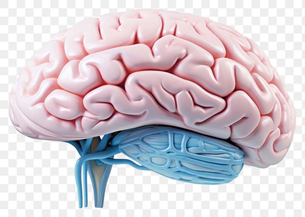 PNG Brain blue white background medical.