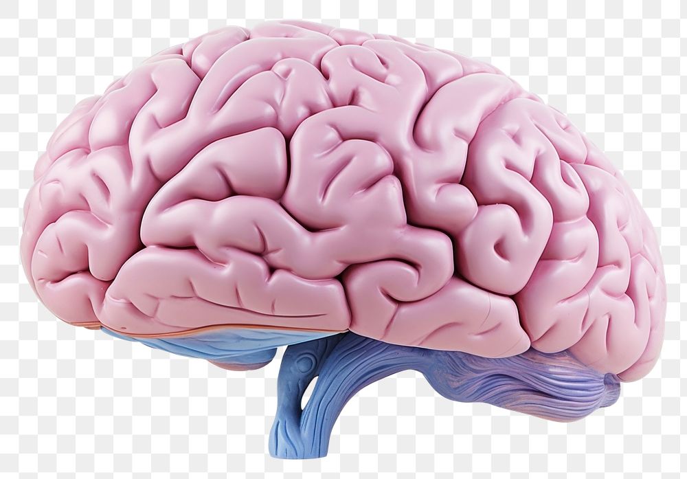 PNG Brain white background outdoors medical.
