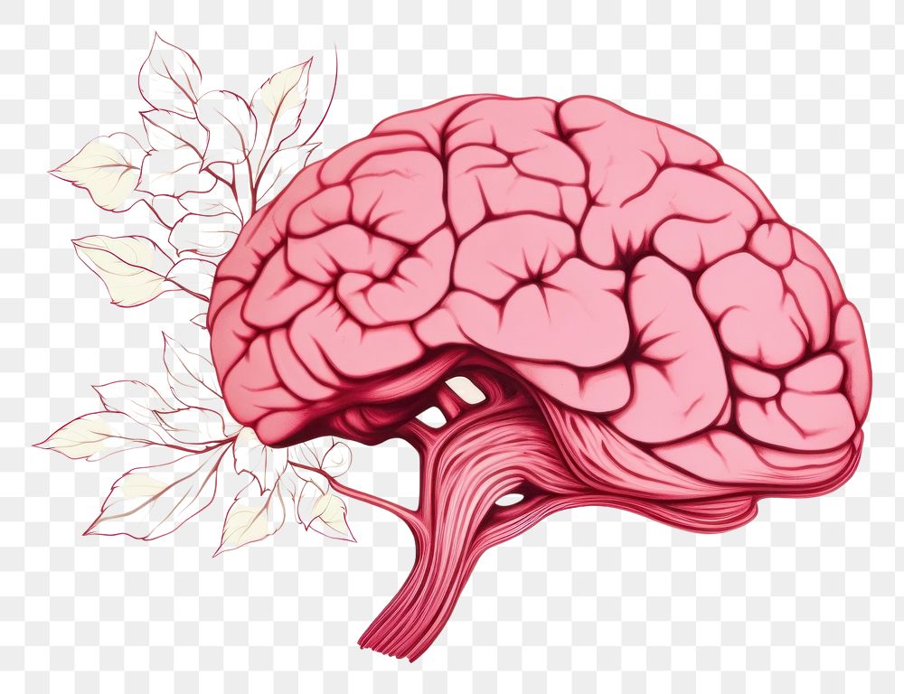 PNG Realistic brain half collage photo flowers and half minimal line art drawing sketch illustrated.