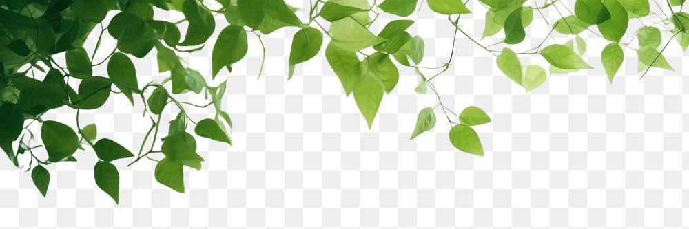 PNG A green wall with green leaves and shadows nature sunlight outdoors. AI generated Image by rawpixel.