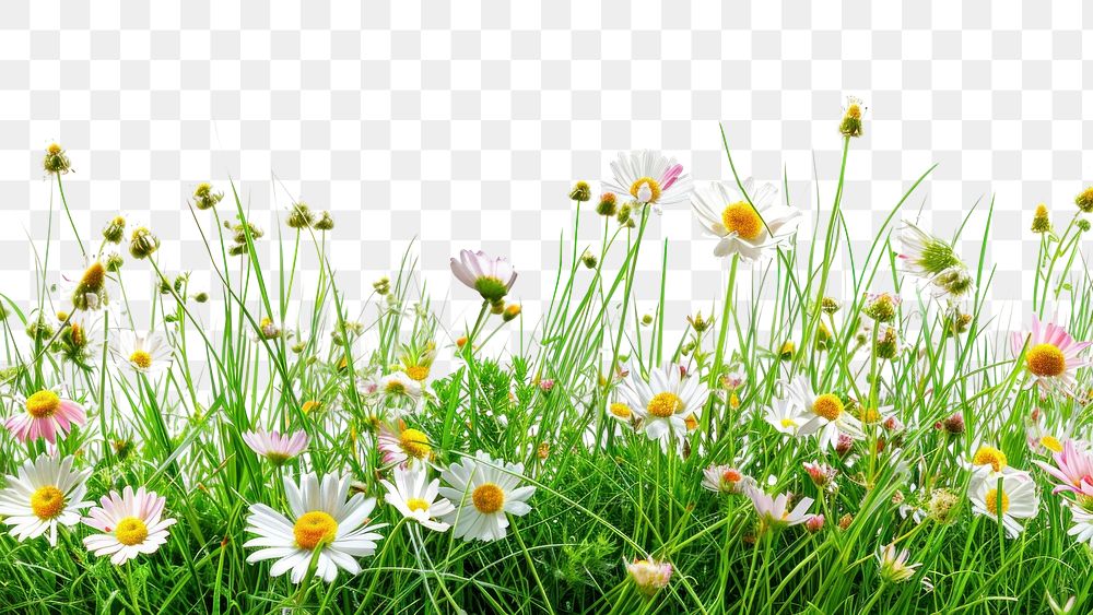 PNG Grass daisy grassland outdoors.