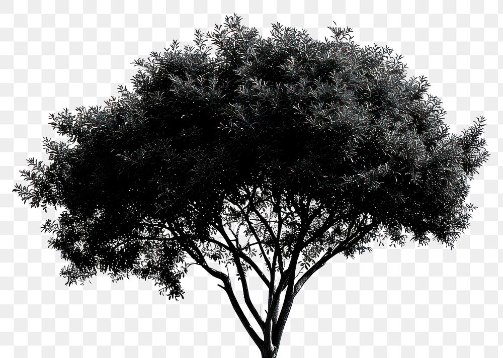 PNG  Sillhouette Black and white isolate tree silhouette outdoors nature.
