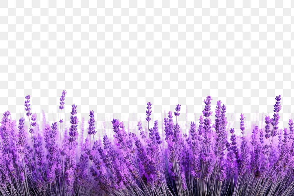 PNG Lavender field backgrounds blossom flower.