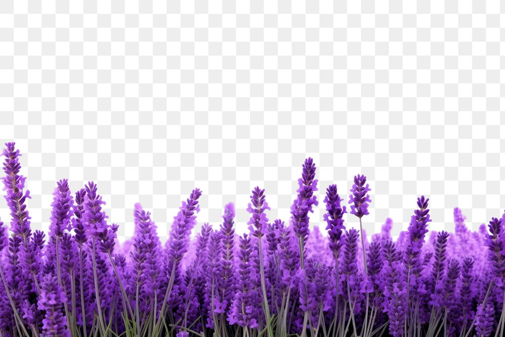 PNG Lavender field backgrounds blossom flower.