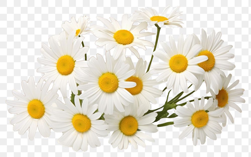 PNG Daisys flower plant white.