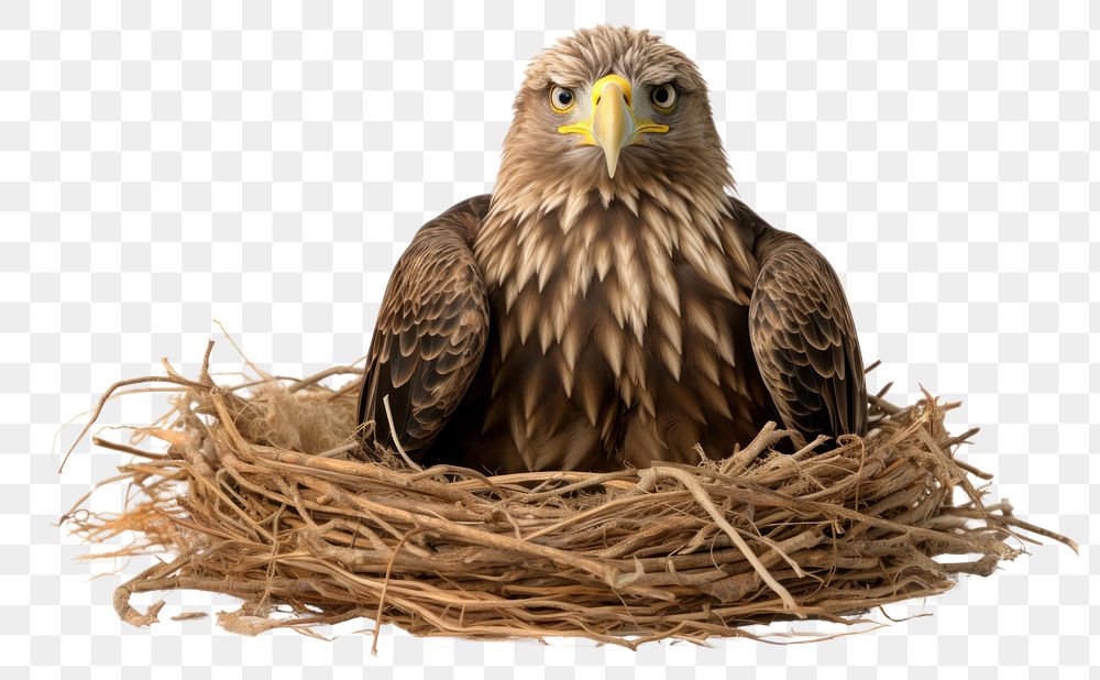 PNG Animal eagle bird beak.