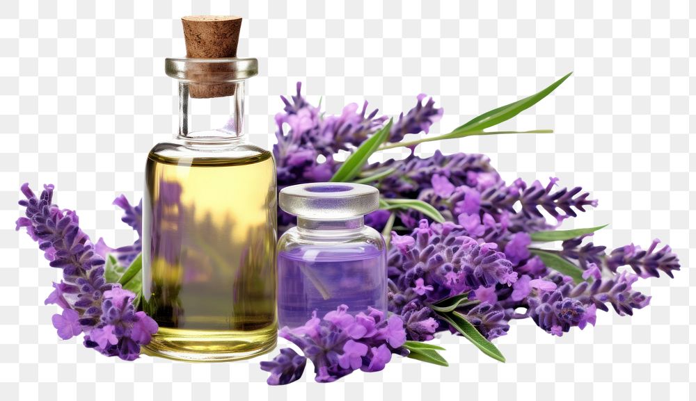 PNG Lavender oil with leaf blossom perfume flower.