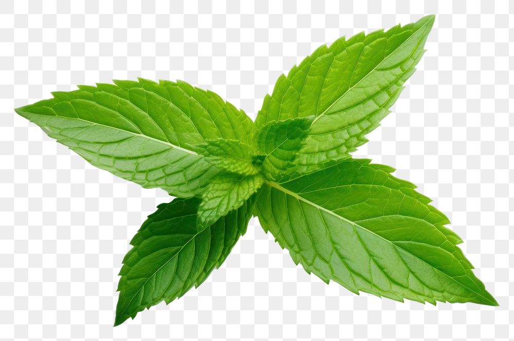 PNG Mint leaf plant herbs white background.