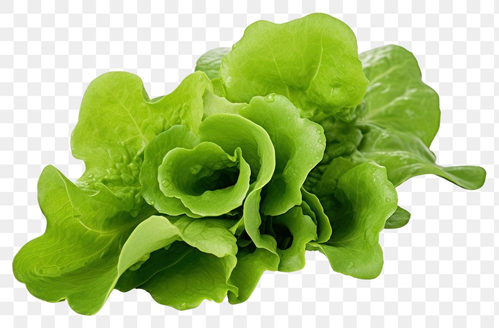 PNG Salad leaf vegetable lettuce plant.