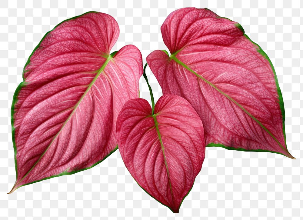 PNG Caladium Carolyn Whorton leaf flower petal plant.