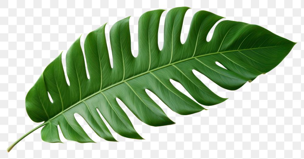 PNG Tropical plant leaf white background freshness clothing.