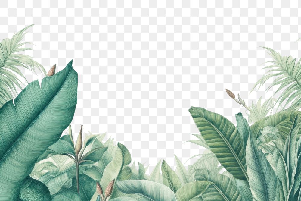 PNG Leaves plant green backgrounds
