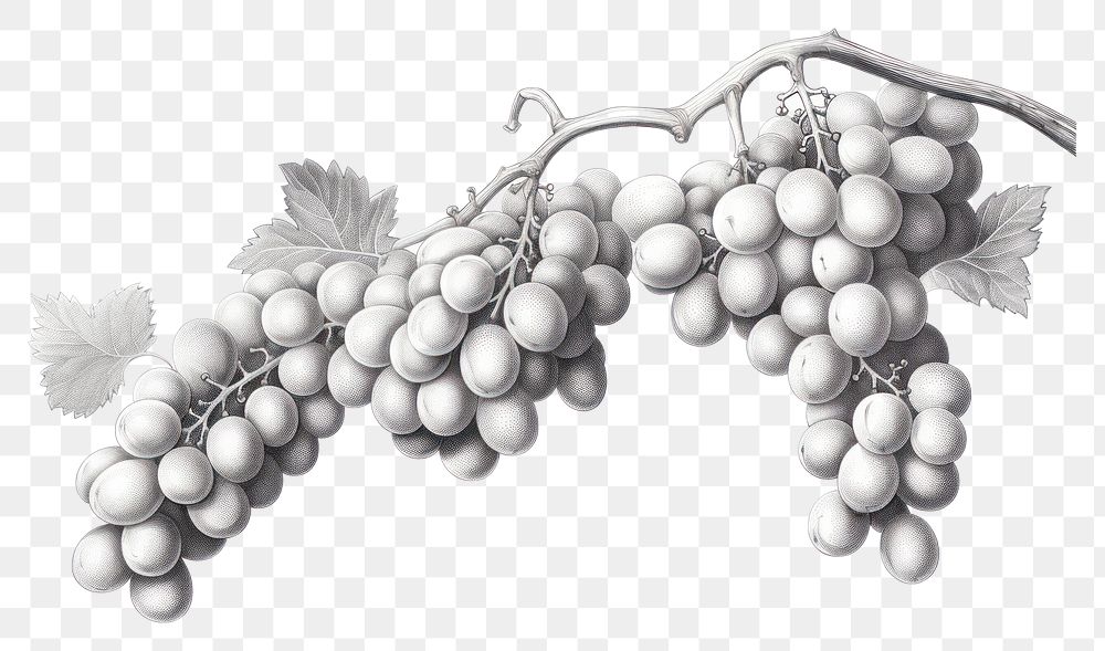 PNG Grapes sketch plant refreshment. AI generated Image by rawpixel.