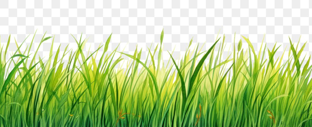 PNG  Grass backgrounds outdoors nature.