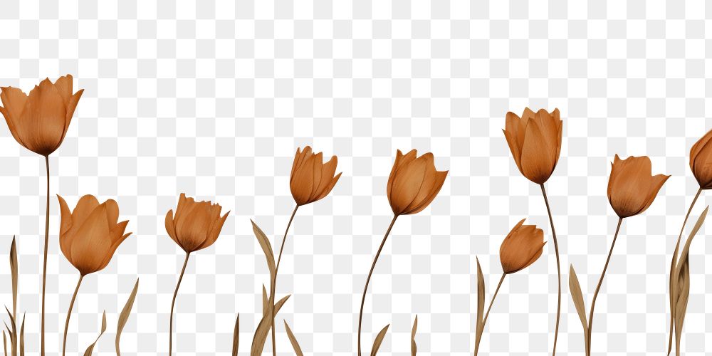 PNG Real Pressed tulip border flower backgrounds painting.