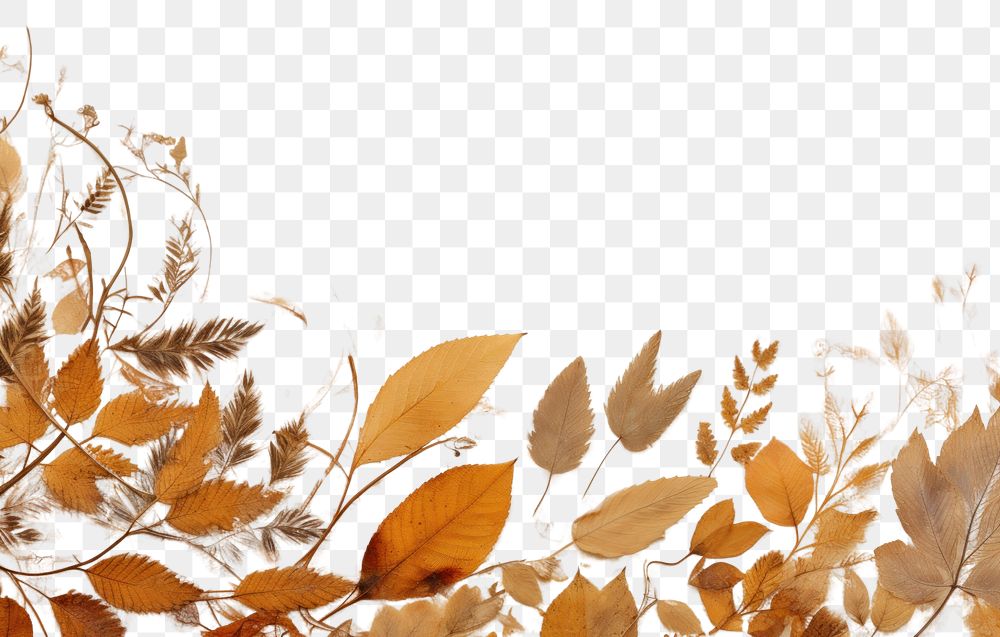 PNG Real Pressed autumn leaves border backgrounds textured painting.