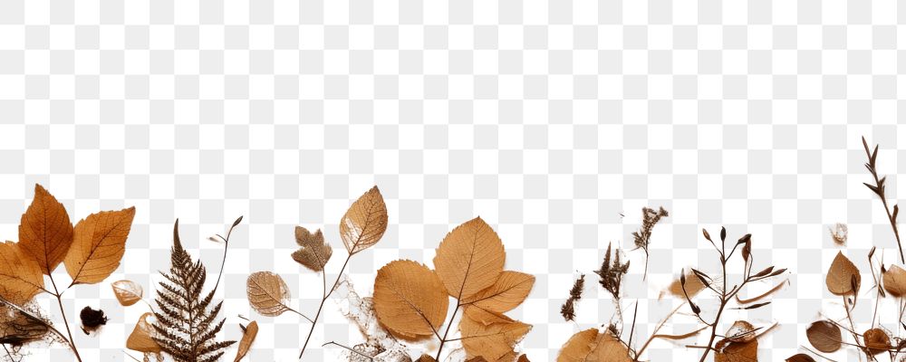 PNG Real Pressed autumn leaves border backgrounds textured plant.