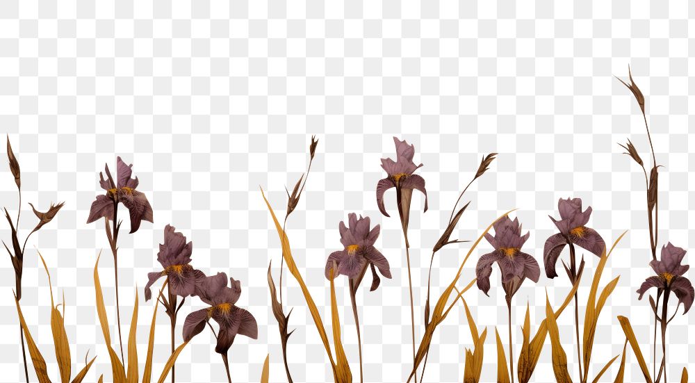 PNG Real Pressed iris border flower backgrounds pattern.