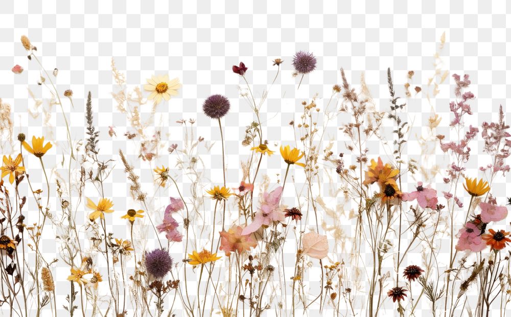PNG Real Pressed mixed wildflowers backgrounds blossom nature