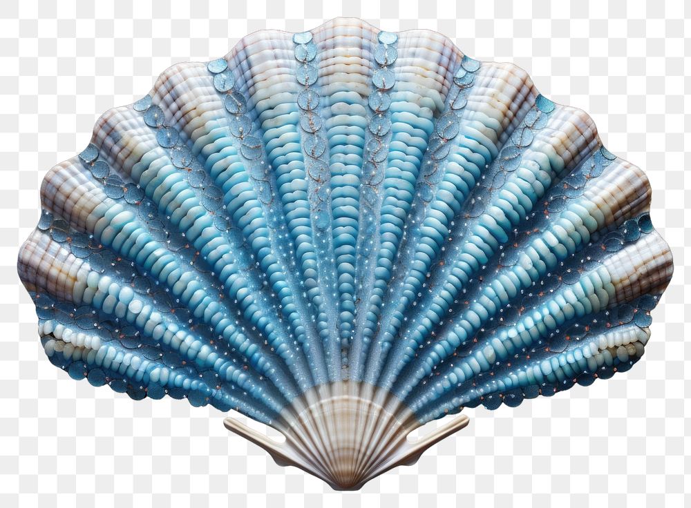 PNG Blue sea shell clam invertebrate seashell.