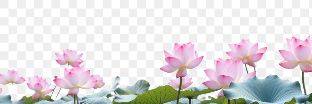 PNG  Lotus flowers sky outdoors blossom.