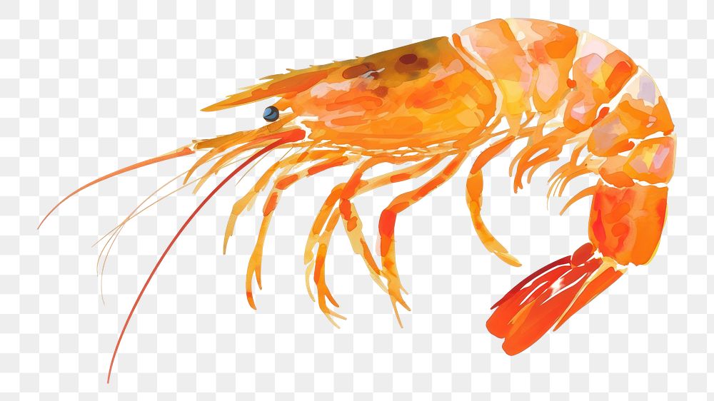 PNG  Prawn seafood animal shrimp.