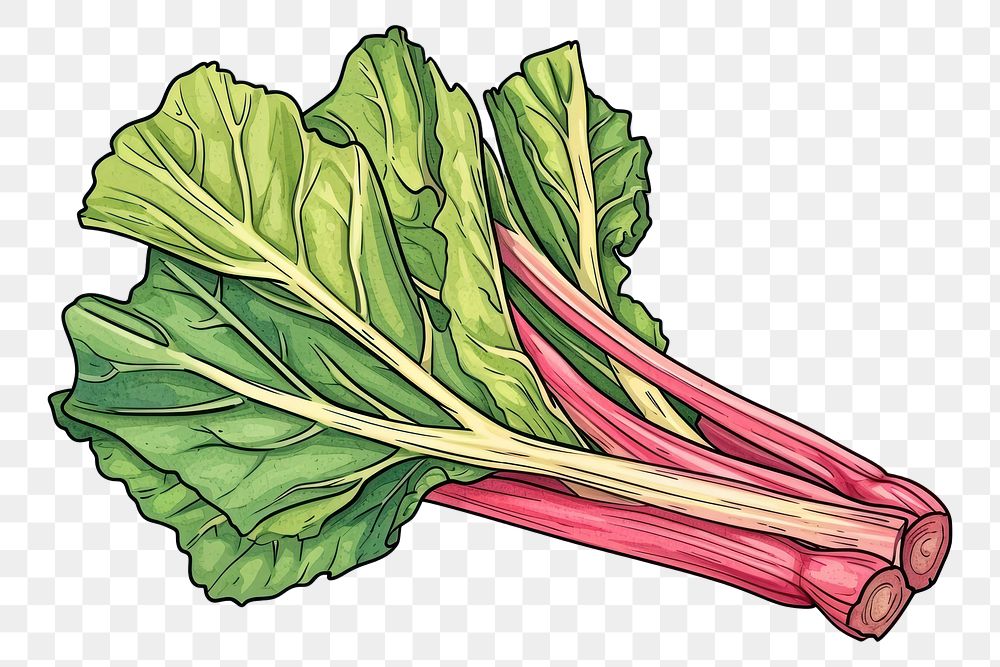 PNG Rhubarb vegetable plant food.