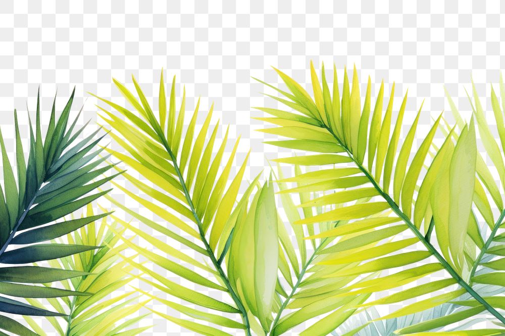 PNG Coconut leaves backgrounds outdoors nature.