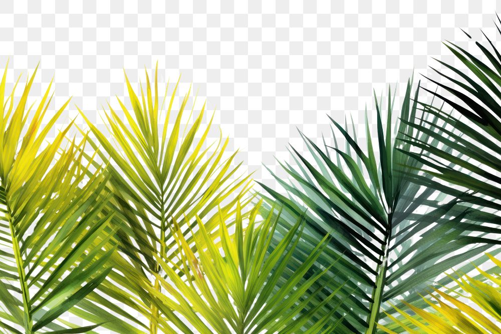 PNG Palm leaves backgrounds vegetation sunlight.